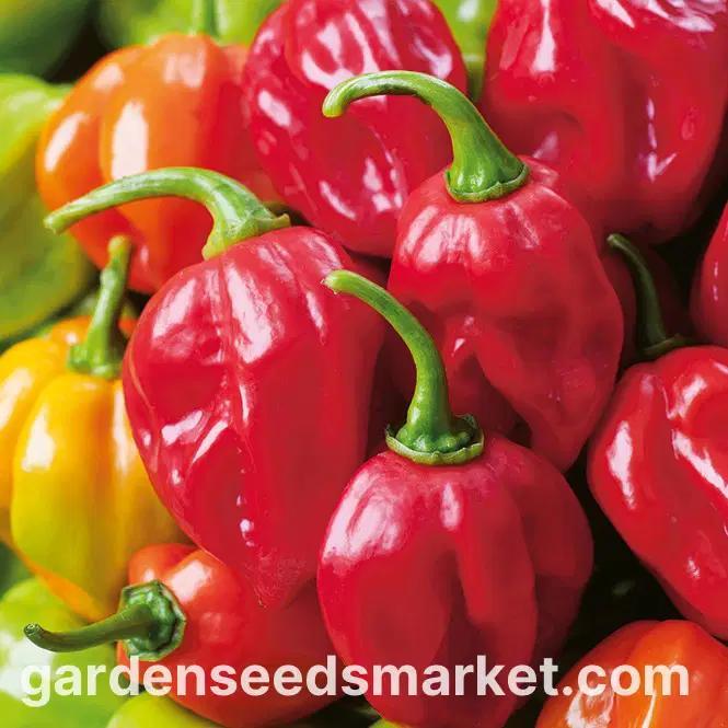 Agen Habanero Terbaik Untuk Anda